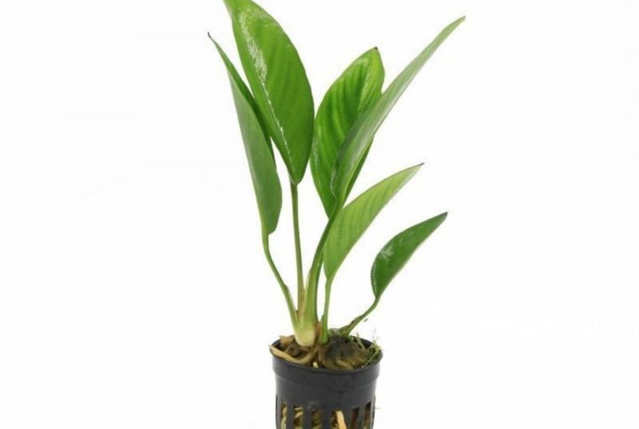 Anubias Congensis i akvarium