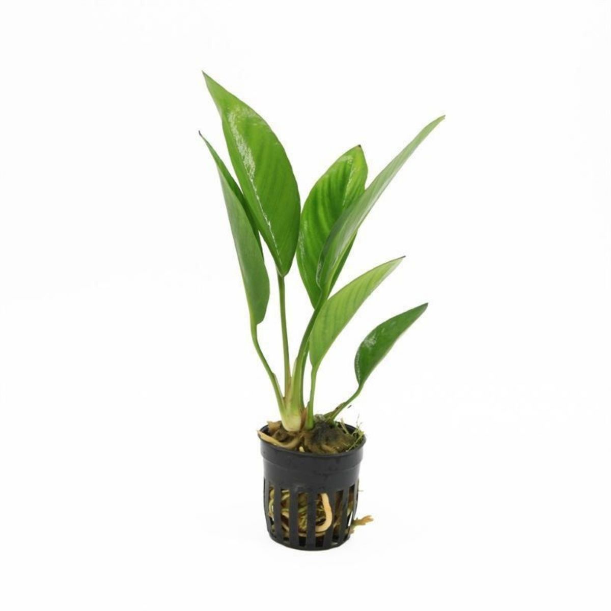 anubias-congensis