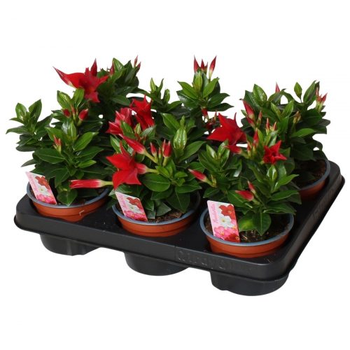 Bägarranka med röda blommor