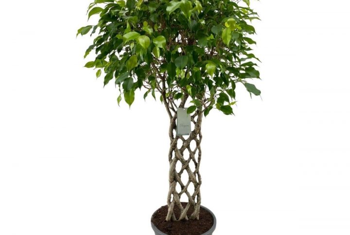 Benjaminfikus Exotica grön växt