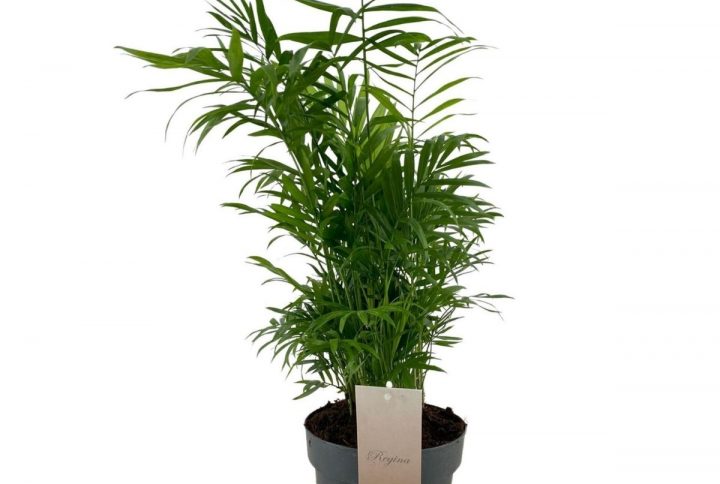Bergpalm med gröna blad