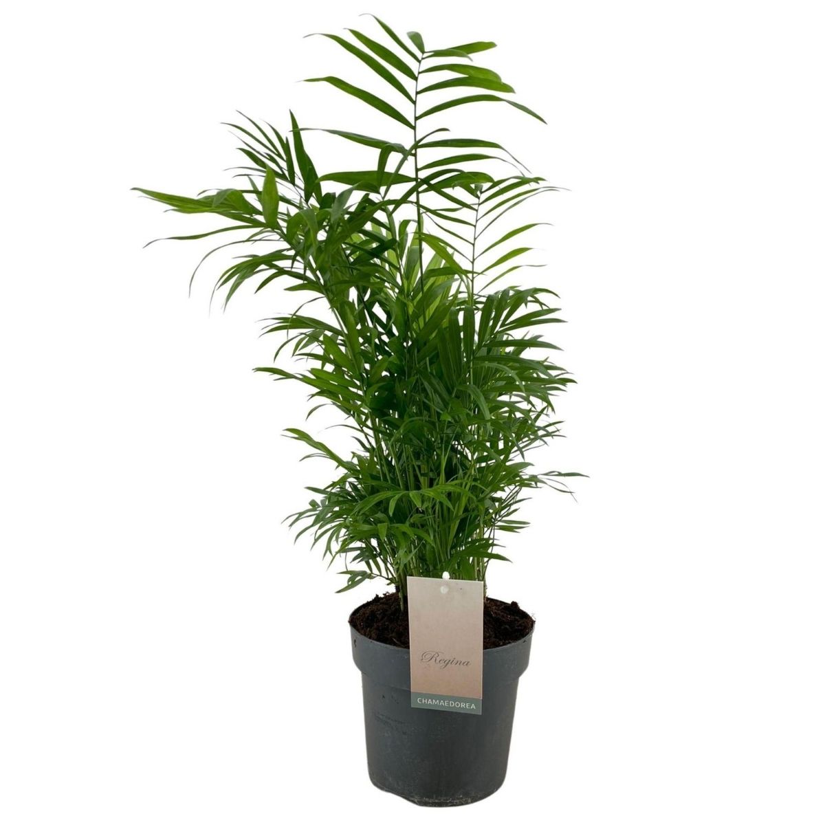 bergpalm