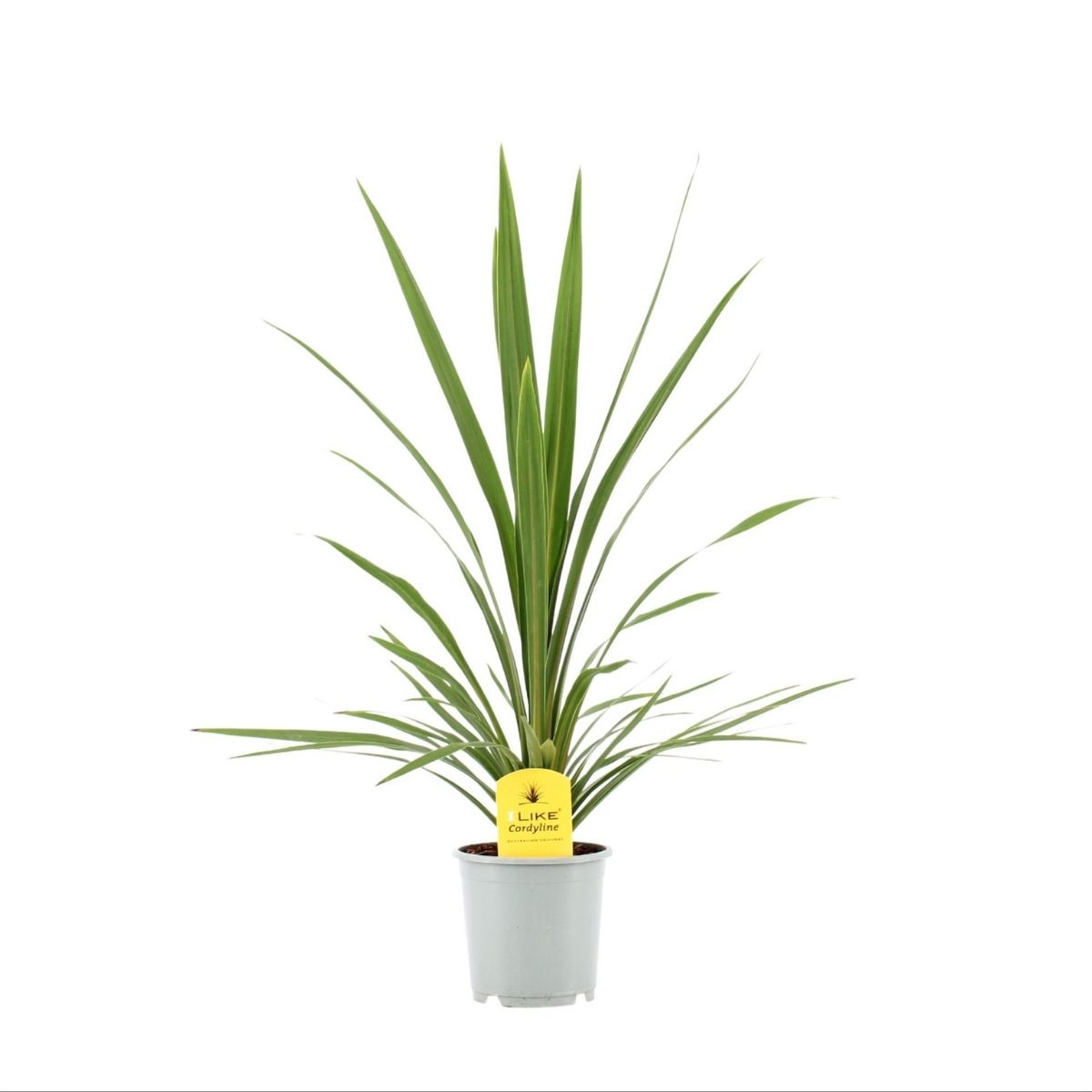 cordyline-australis-verde