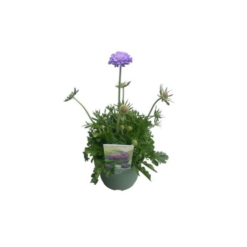 Fältvädd med blå blommor