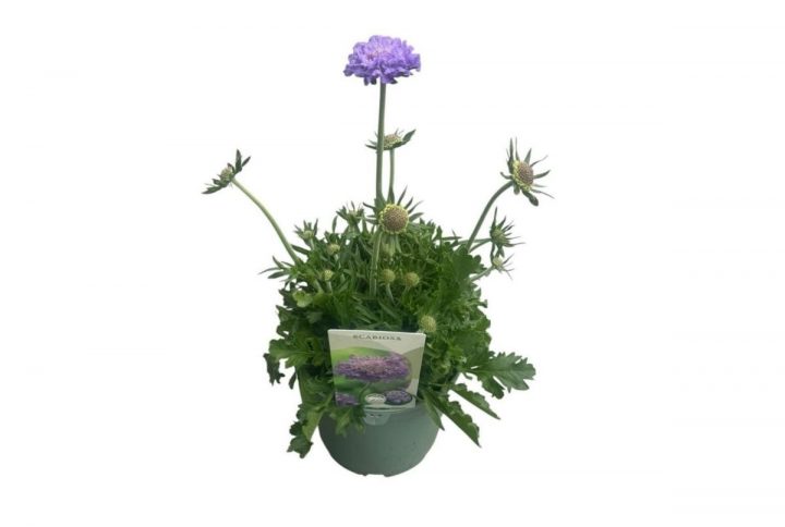 Fältvädd med blå blommor