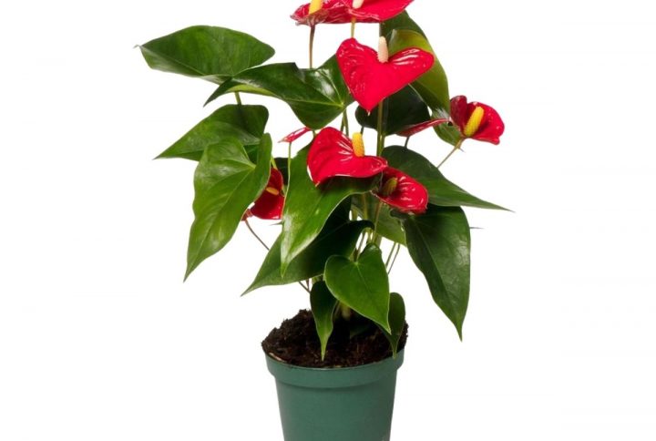 Flamingoblomma i blom