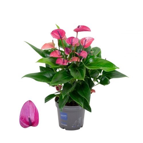 Flamingoblomma 'Karma Purple' lila växt