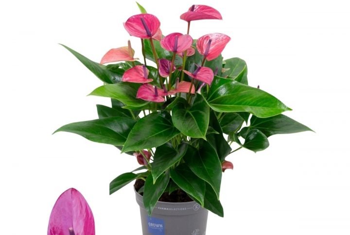 Flamingoblomma 'Karma Purple' lila växt