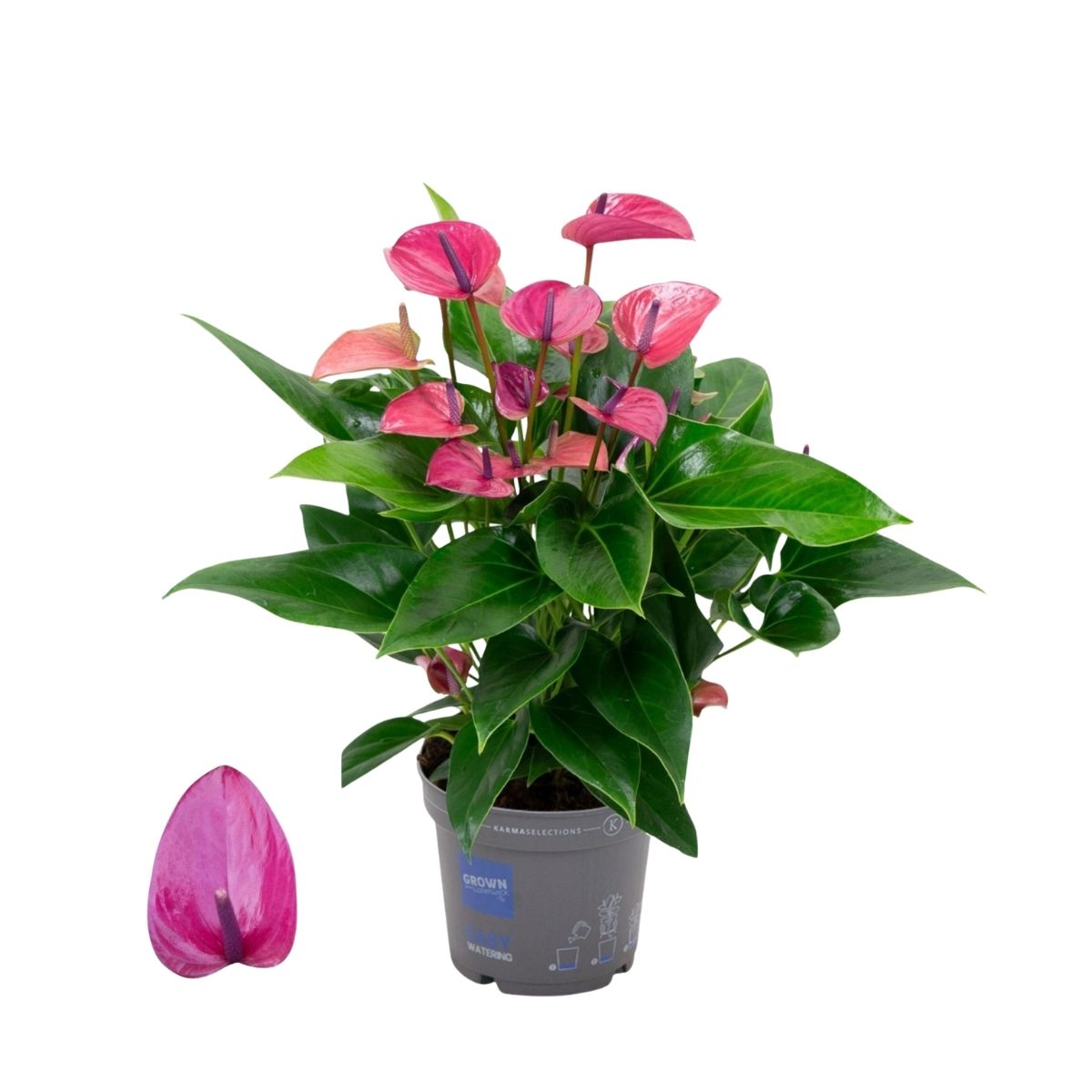 flamingoblomma-karma-purple