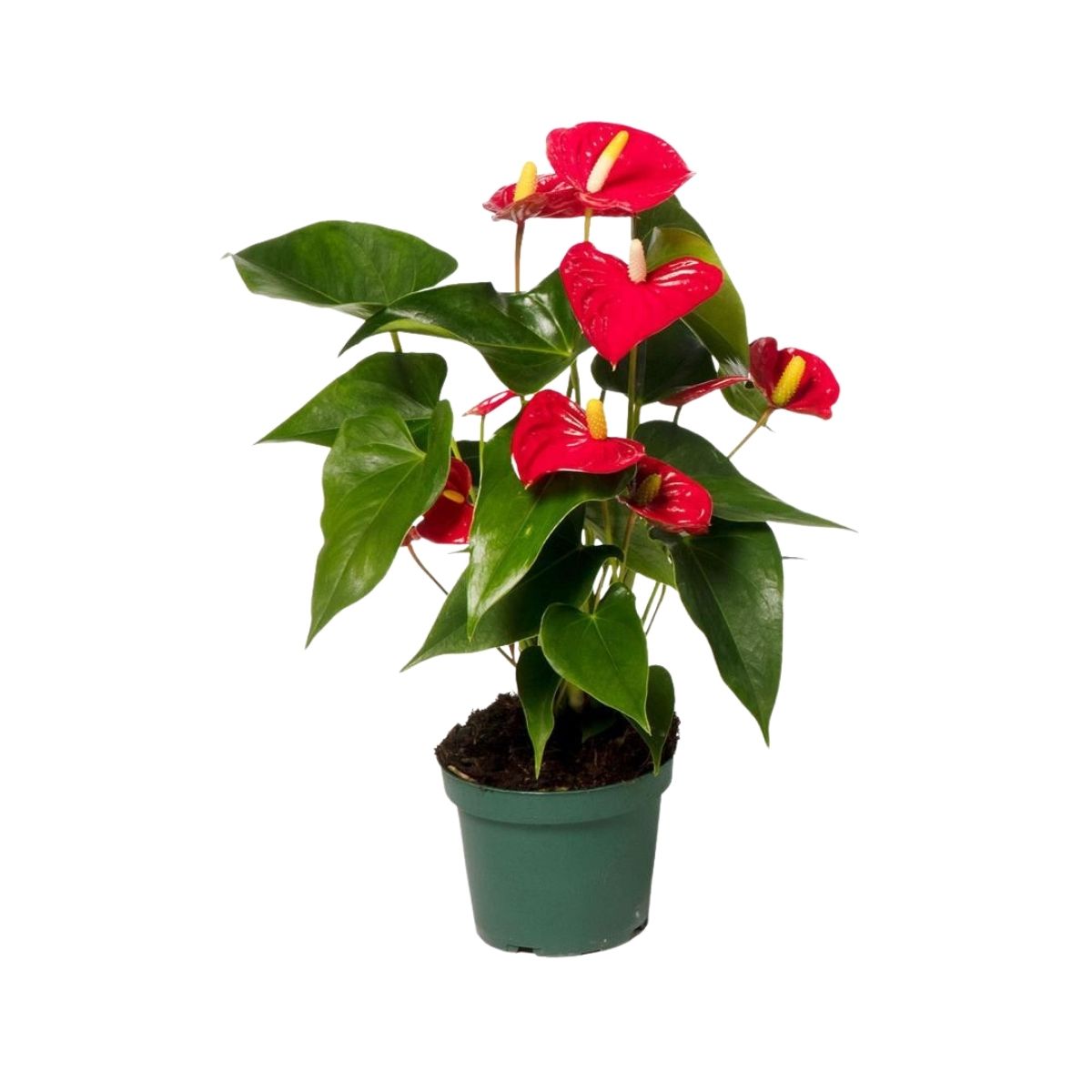 flamingoblomma
