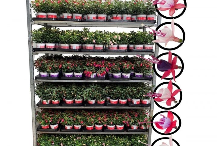 Fuchsia Bella i blandade färger