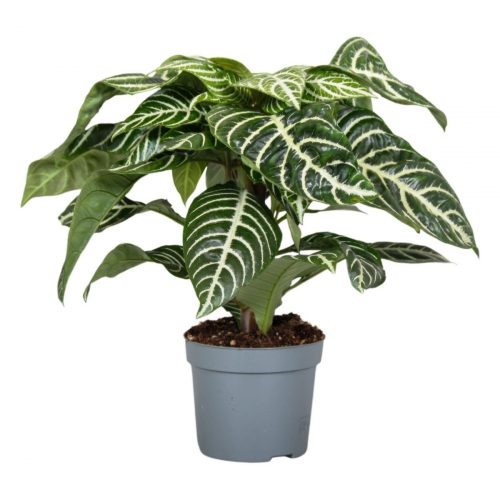 Gul kungsblomma exotisk