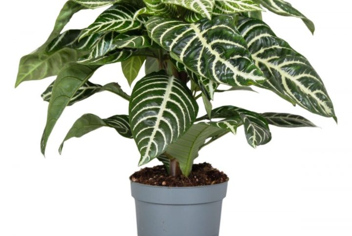 Gul kungsblomma exotisk