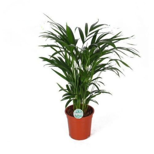 Guldpalm med gröna blad