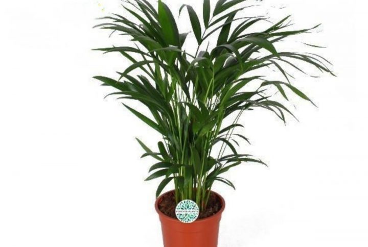 Guldpalm med gröna blad