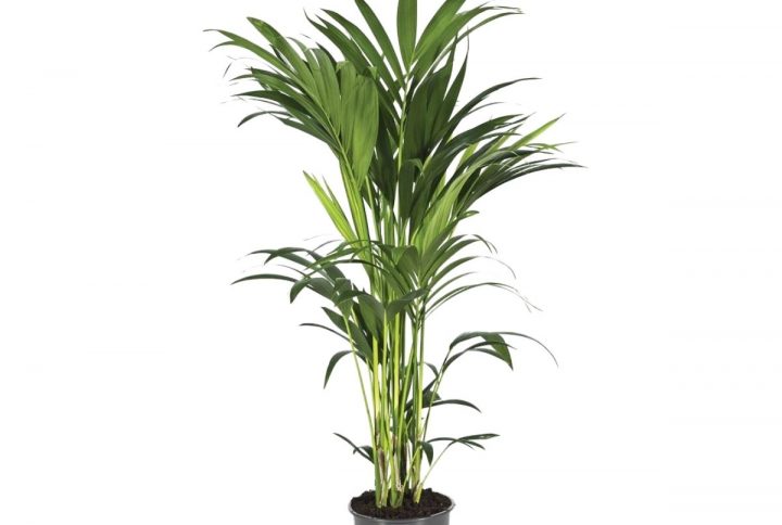 Kentiapalm med gröna blad