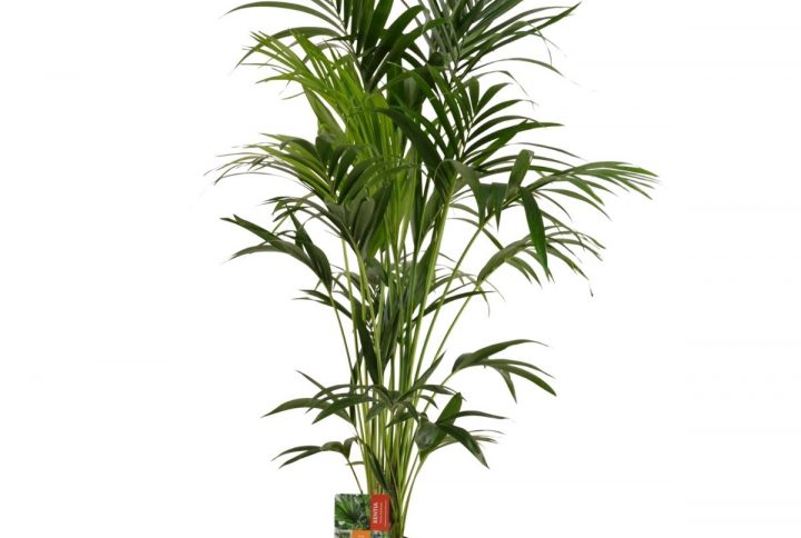 Kentiapalm med gröna blad