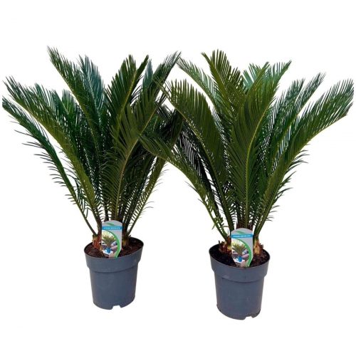 Kottepalm i kruka