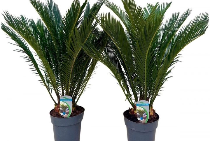 Kottepalm i kruka