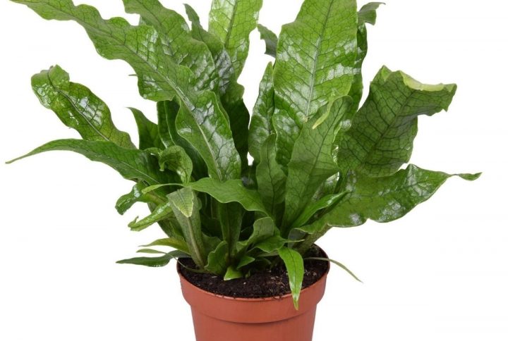 Krokodilbräken med mönstrade blad