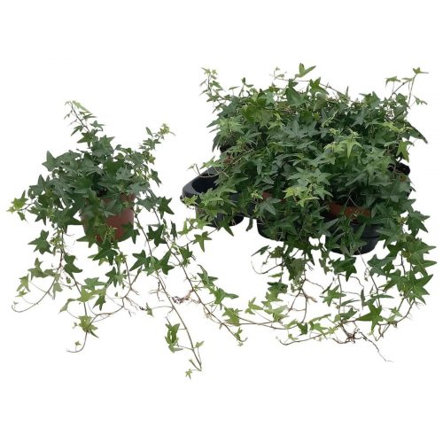Murgröna Jacobine grön växt