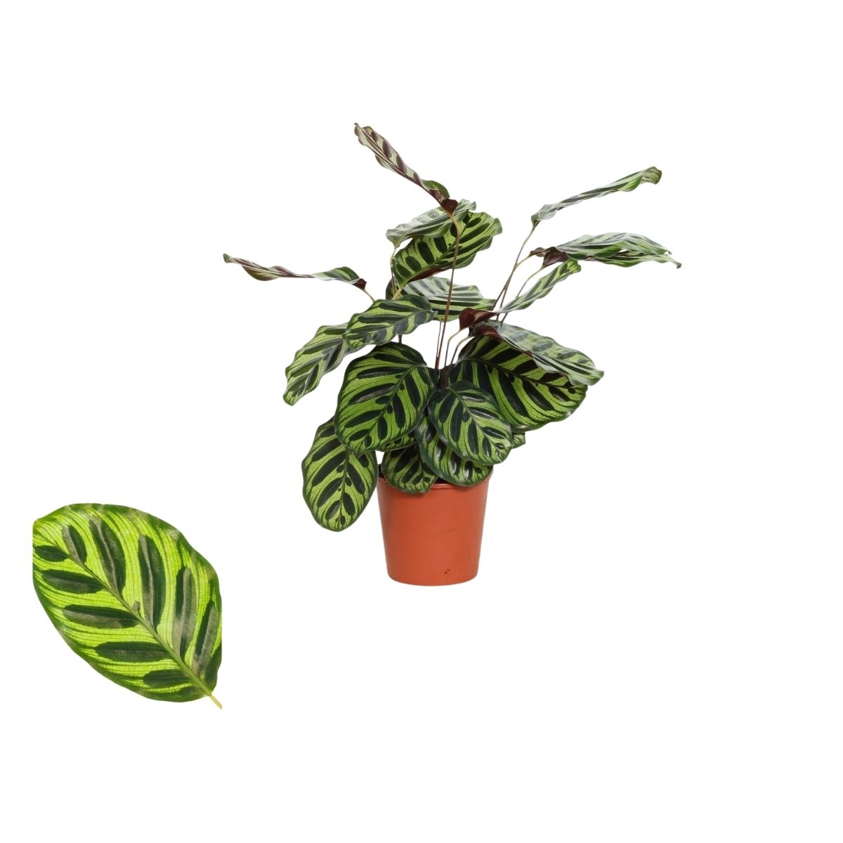 pafagelsblad
