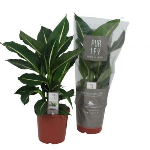 Prickblad Green Magic bladväxt