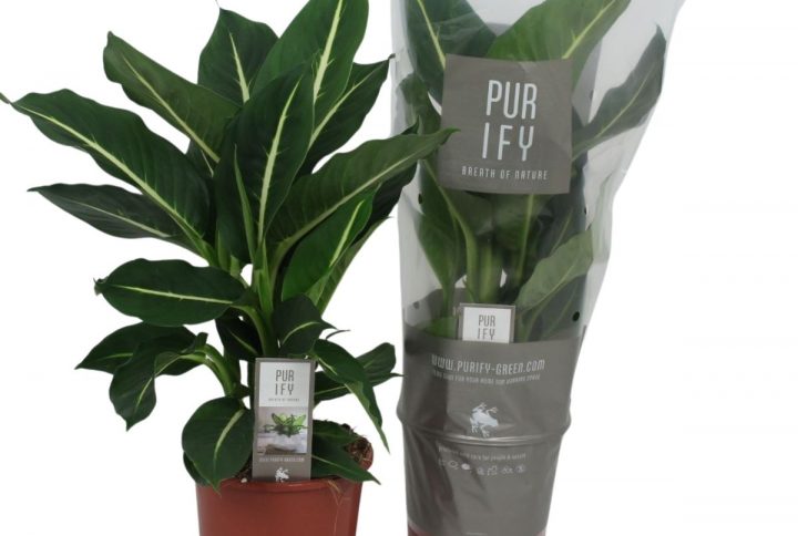 Prickblad Green Magic bladväxt
