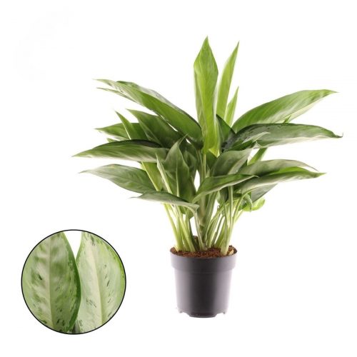Silverkalla Silverado gröna blad