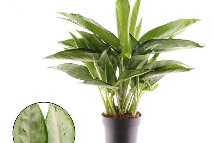 Silverkalla Silverado gröna blad