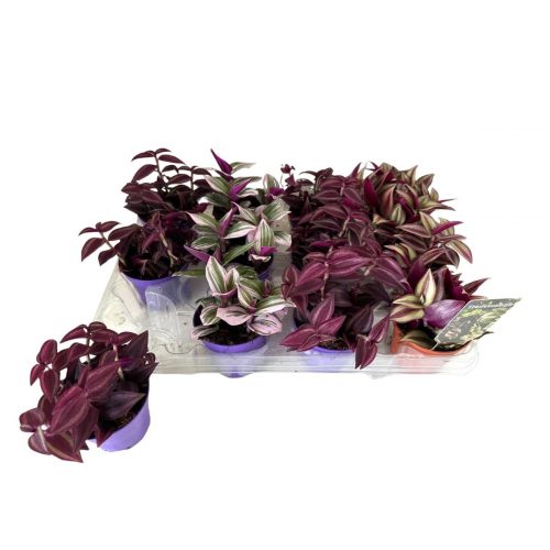 Skvallerreva med färgade blad