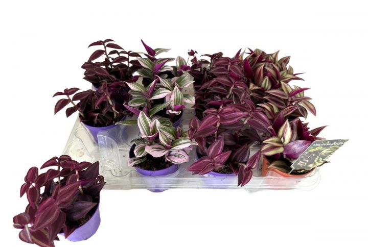 Skvallerreva med färgade blad