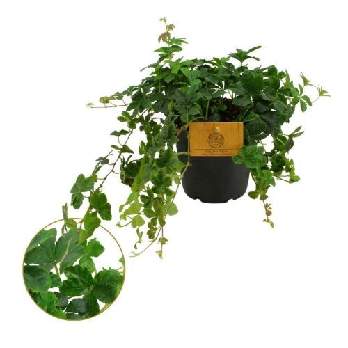 Vildvin med gröna blad