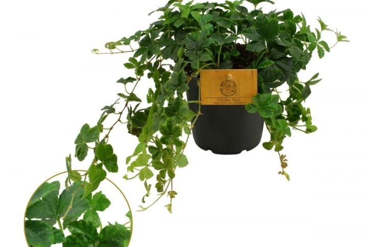Vildvin med gröna blad
