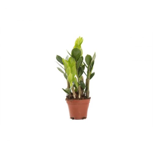 Zamiakalla med gröna blad