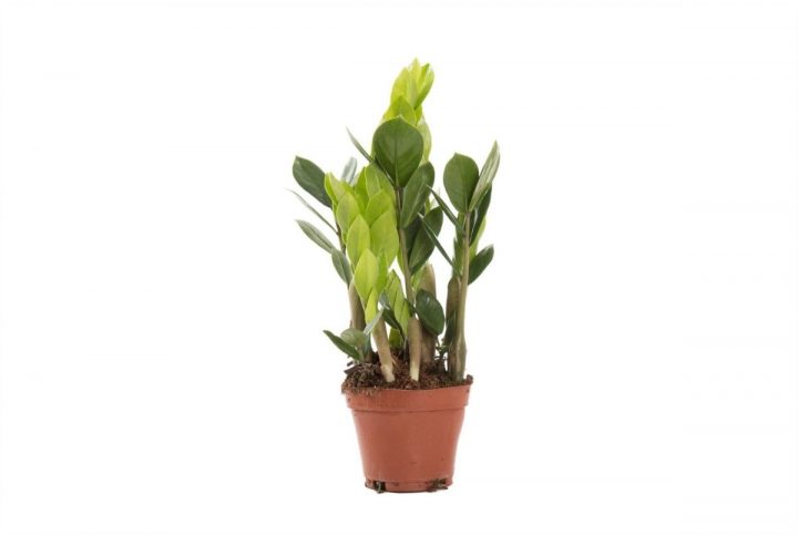 Zamiakalla med gröna blad