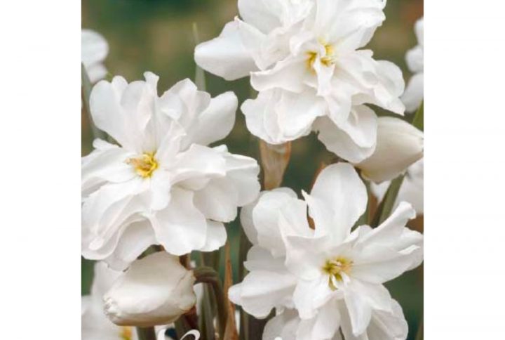 Narciss Albo Plenus blomsterlök med fyllda vita blommor.