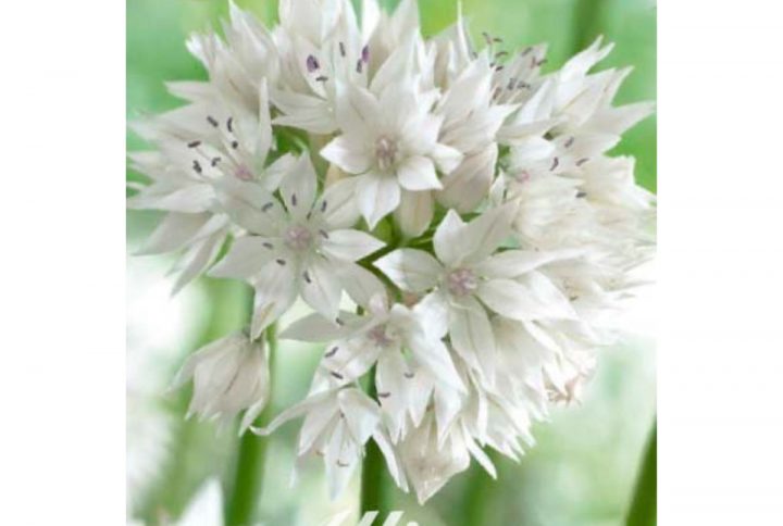 Graceful Beauty allium blomsterlök med vita stjärnformade blommor.