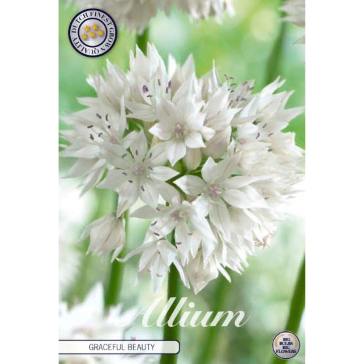 allium_graceful_beauty