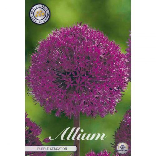Purple Sensation allium blomsterlök med lila blomklot.