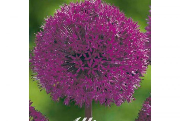 Purple Sensation allium blomsterlök med lila blomklot.