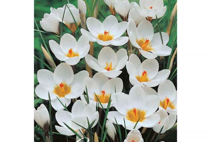 Krokus Ard Schenk blomsterlök med vita blommor.
