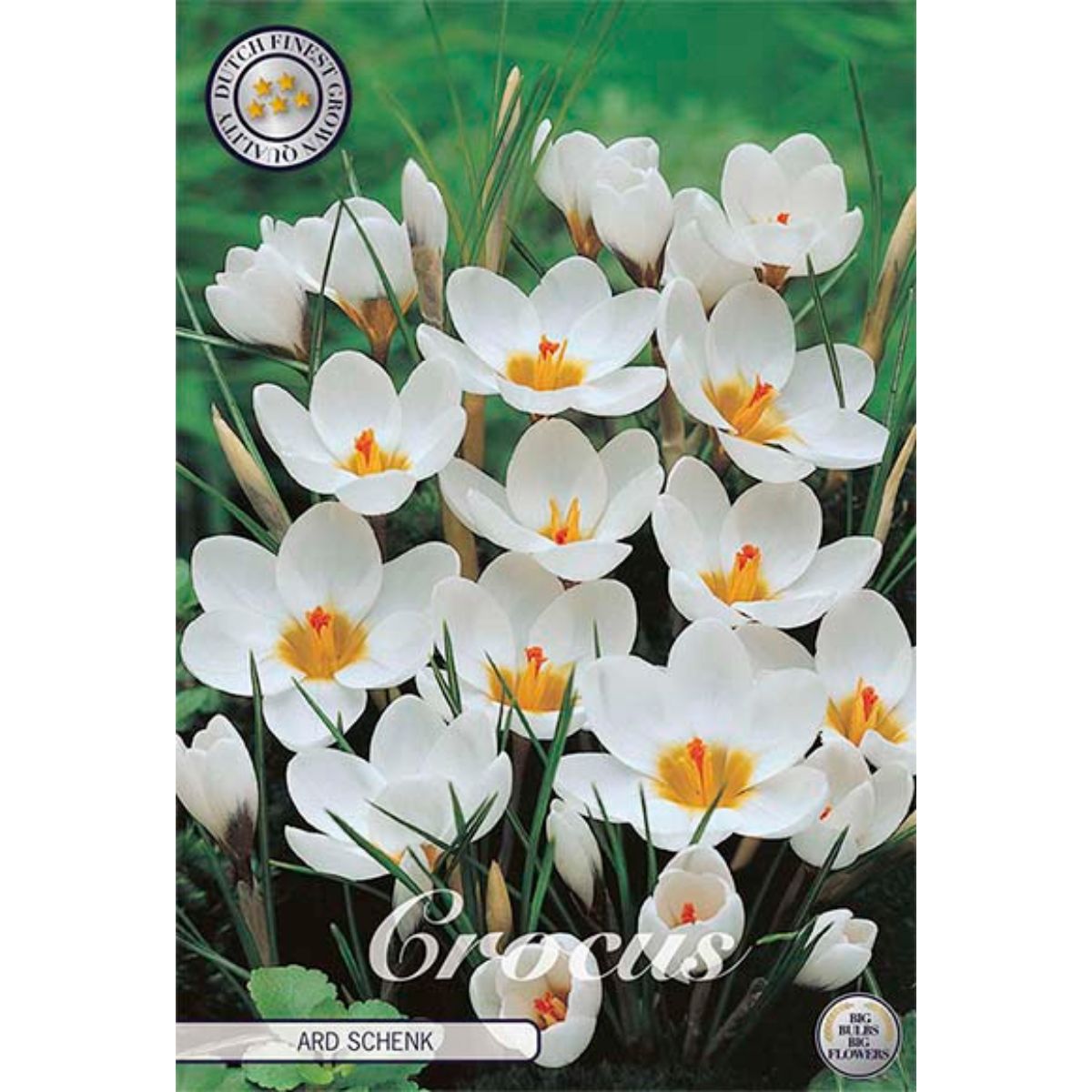 crocus-ard-schenk