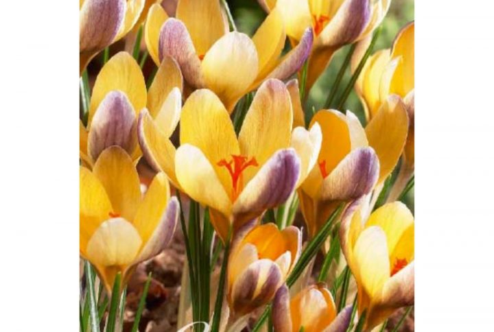 Krokus Advance blomsterlök med lila och krämgula blommor.