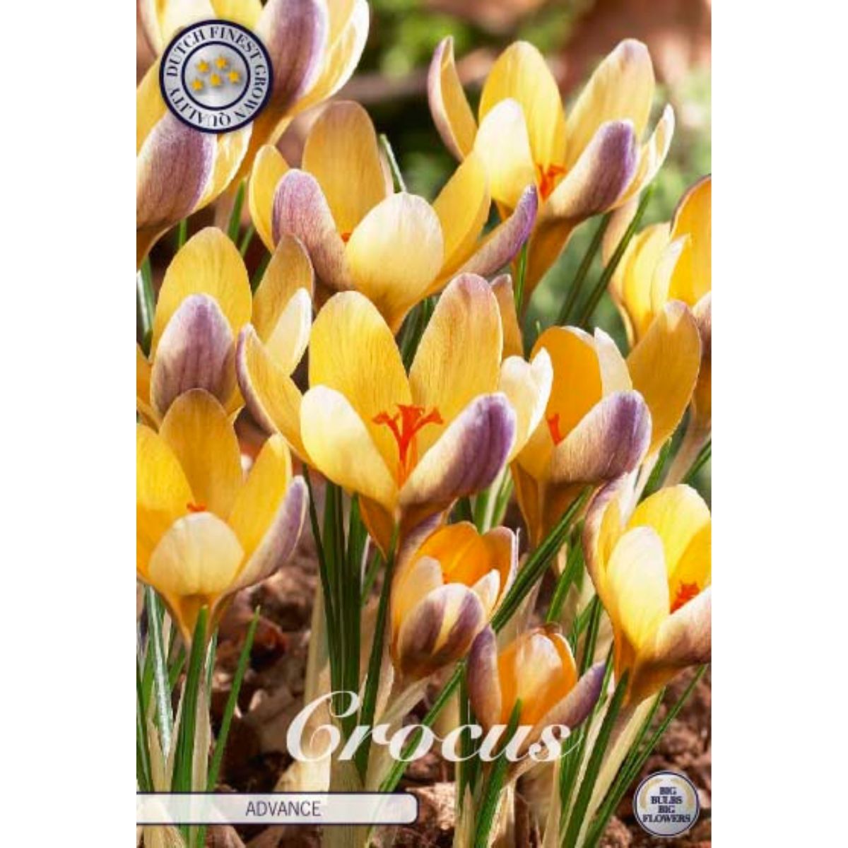 crocus_advance