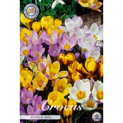 Krokus Mix blomsterlökar i flera vårfärger.