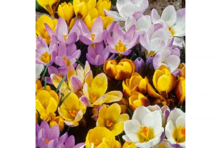 Krokus Mix blomsterlökar i flera vårfärger.