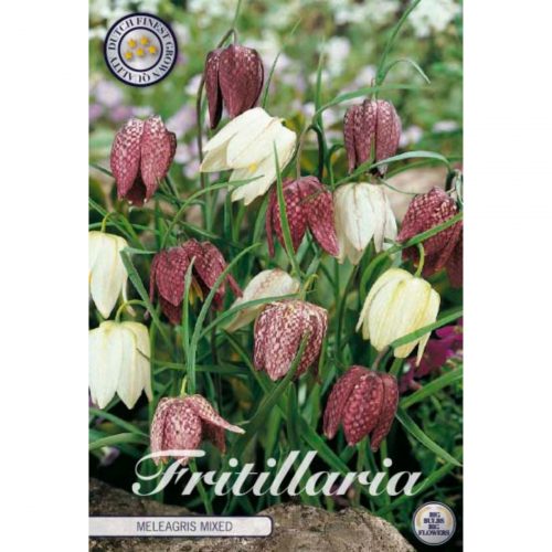 Kungsängslilja blomsterlökar i vit och lila mix.