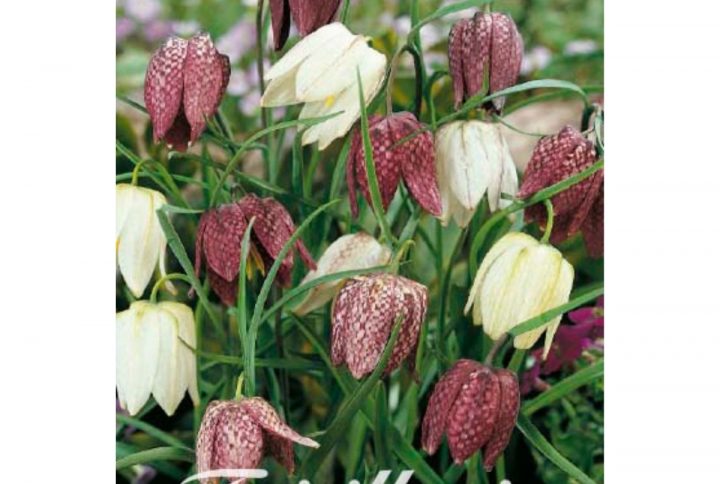 Kungsängslilja blomsterlökar i vit och lila mix.