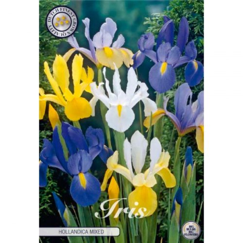Holländsk iris blomsterlökar i blandade färger.